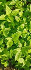 Green plant leaf texture, green plant leaf background