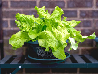 Lettuce Black Seeded Simpson growing in a plastic pot