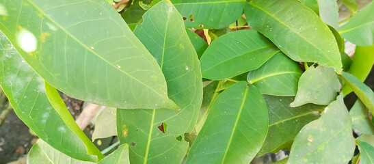 Green plant leaf texture, green plant leaf background