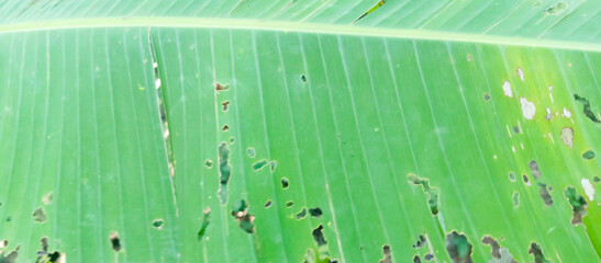 Green plant leaf texture, green plant leaf background