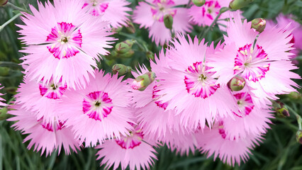 pink color multipel flowers for background