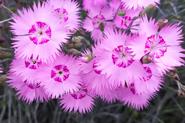 flowers in the garden