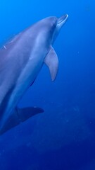 東京都伊豆諸島御蔵島のイルカ