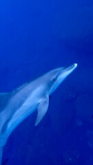 Fototapeta premium 東京都伊豆諸島御蔵島のイルカ