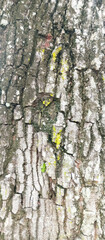 tree bark texture