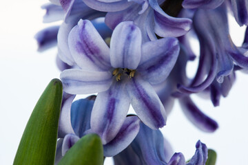 Lilac hyacinth plant, close-up. Blooming hyacinth spring flowers for publication, poster, calendar,...