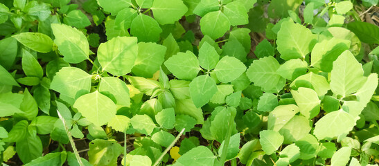 Green plant leaf texture, green plant leaf background