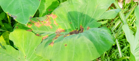 Green plant leaf texture, green plant leaf background