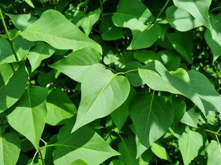 Green leaves of the lilac tree
