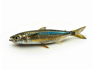 Fototapeta premium A small fish on a white background.