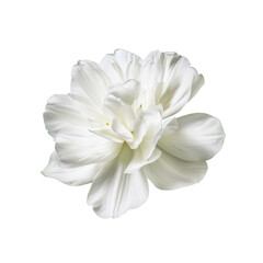 Fototapeta premium white flower isolated on transparent or white background cutout png