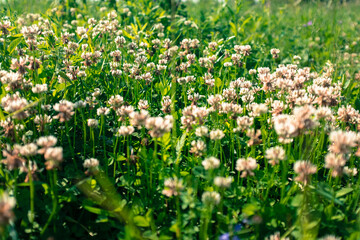 Clover meadow, selective focus. Background from clovers flowers for publication, design, poster,...