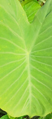 Green plant leaf texture, green plant leaf background