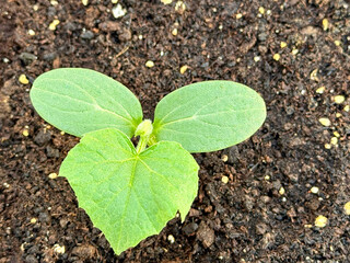 Cucumber sprout growing from seeds in a pot.
