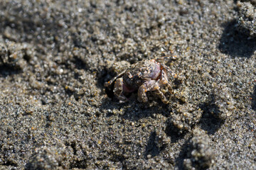砂地の穴に身を隠すオサガニ