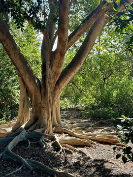 A big weeping fig (ficus benjamina) at sunset.