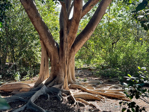 A big weeping fig (ficus benjamina) at sunset.