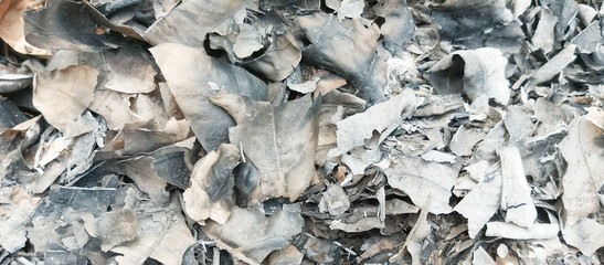 ash of burnt leaves