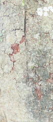 tree bark texture, tree bark texture background