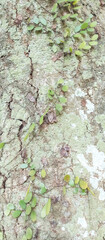 tree bark texture, tree bark texture background