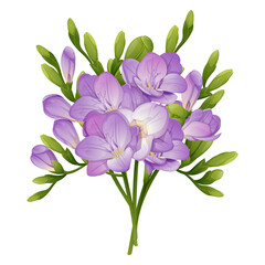 Set of freesia on isolated background. A bouquet of spring flowers for the decoration of cards, banners, posters, invitations, etc.