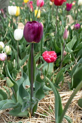 Bright purple tulip in a sunny meadow with blurry background