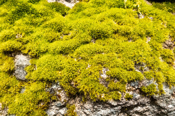Fresh lush green moss on rock formation in spring season