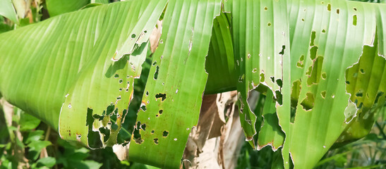 Green plant leaf texture, green plant leaf background