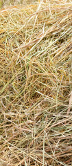 rice straw