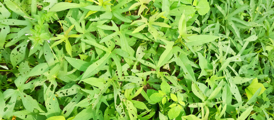 Green plant leaf texture, green plant leaf background