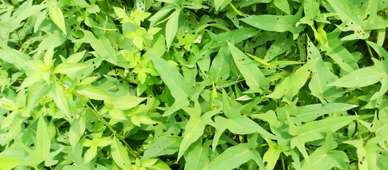 Green plant leaf texture, green plant leaf background