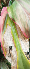 Fototapeta premium Green plant leaf texture, green plant leaf background