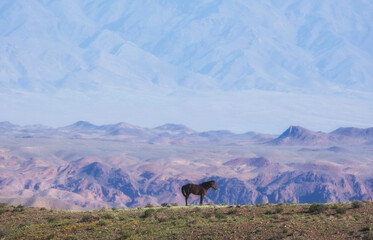 Brown horse against the background of steppe colored mountains or prairie in hot summer