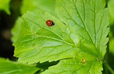Red beetle, ladybug on a bright spring green leaf