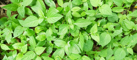 Green plant leaf texture, green plant leaf background