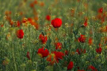 many red buds of poppy flowers on a green evening spring field