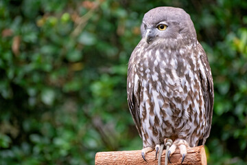 Barking owl, Ninox connivens, native Australian bird, close face expression, Currumbin sanctuary Gold Coast Queensland, family travel destination holiday vacation tourism