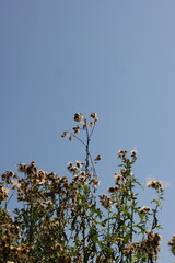 Plants growing in the fields in autumn.