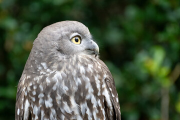 Barking owl, Ninox connivens, native Australian bird, close face expression, Currumbin sanctuary...