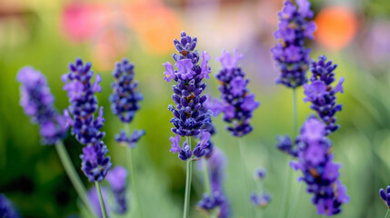 Beautiful blooming lavender outdoors closeup