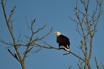 An American Bald Eagles perched in a dead tree along the edge of a river keeping watch over her nest