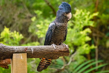 Black cockatoo bird, native australian parrot, red tailed, captivity Currumbin sanctuary Gold Coast...