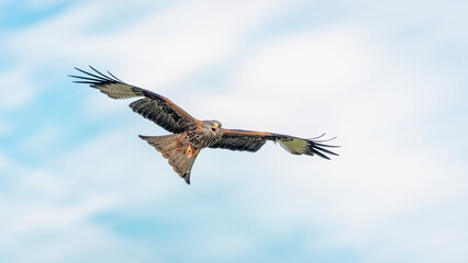 Red kite with prey in talons in Mid Wales.