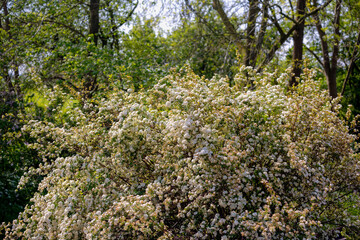 Selective focus of white flowers with green leaves on tree, Crataegus, Mayflower or Hawberry is a...