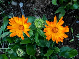 Two flowers with leaves Calendula (Calendula officinalis, pot, garden or English marigold) on blurred green background. Calendula seeds on the sunny summer day. Close up of Medicinal Calendula herb.