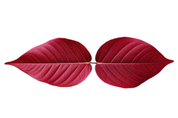 Two red autumn leaves isolated on black background