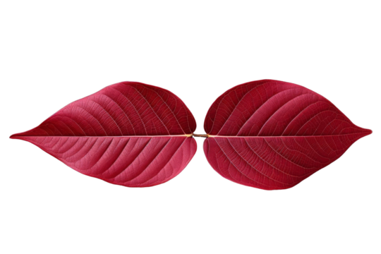 Two red autumn leaves isolated on black background