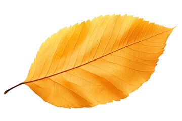 Yellow leaf isolated on transparent background.