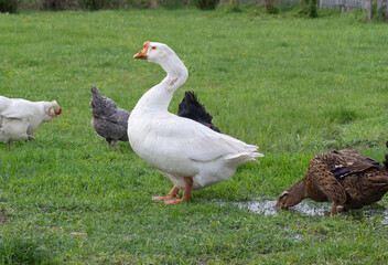 White goose with duck and chickens on the green grass