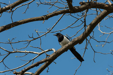A magpie perched on the branch of an old tree against a clear blue sky